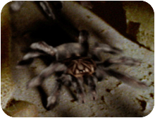 Infestation